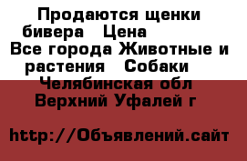 Продаются щенки бивера › Цена ­ 25 000 - Все города Животные и растения » Собаки   . Челябинская обл.,Верхний Уфалей г.